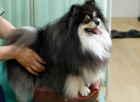 therapy for dogs with hip dysplasia