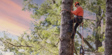 arborist Adelaide Hills